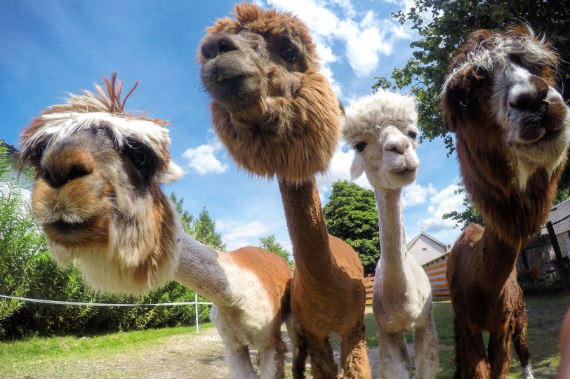 all about alpaca