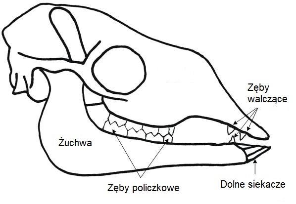 Anatomia zębów alpaki
