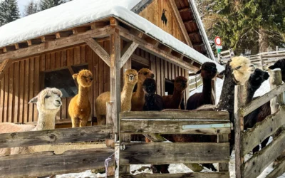 Alpakarnia czyli dom dla alpak