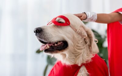 Petsitter – kto to jest, czym się zajmuje i jak wybrać najlepszego opiekuna dla swojego pupila