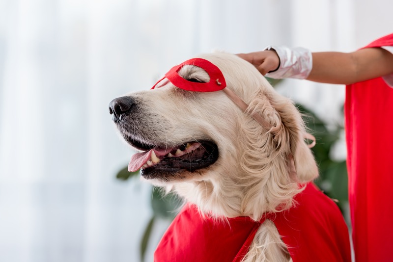 Petsitter – kto to jest, czym się zajmuje i jak wybrać najlepszego opiekuna dla swojego pupila
